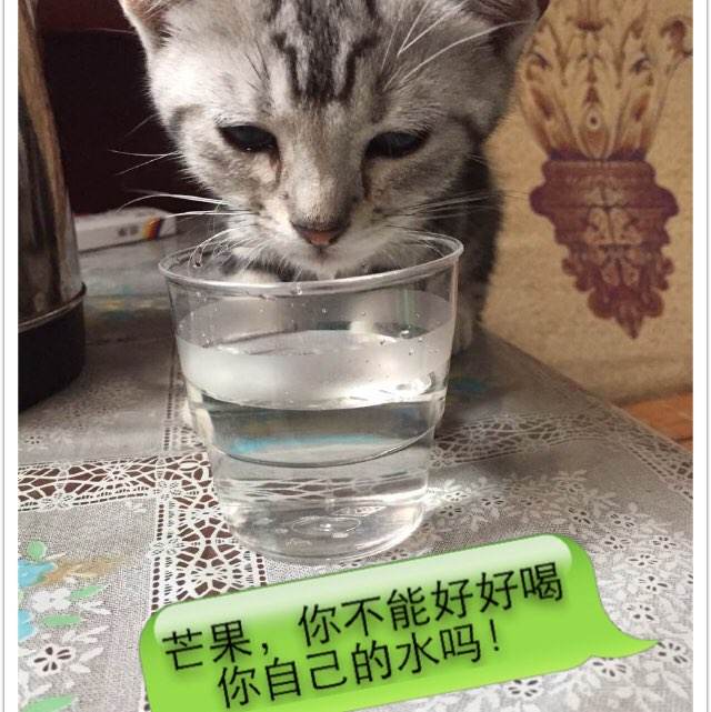 怎么买假的加拿大安大略省地址证明